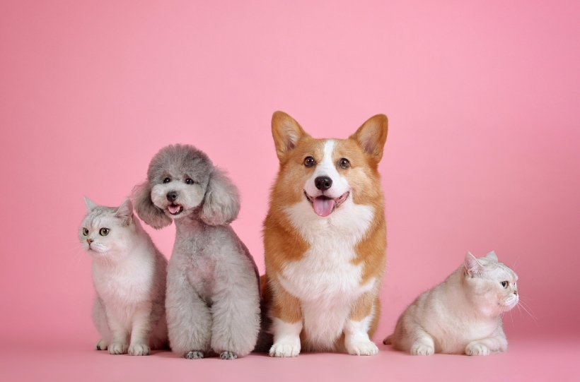 Essential grooming tools for pets